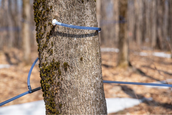 Entaillage -  espagnol